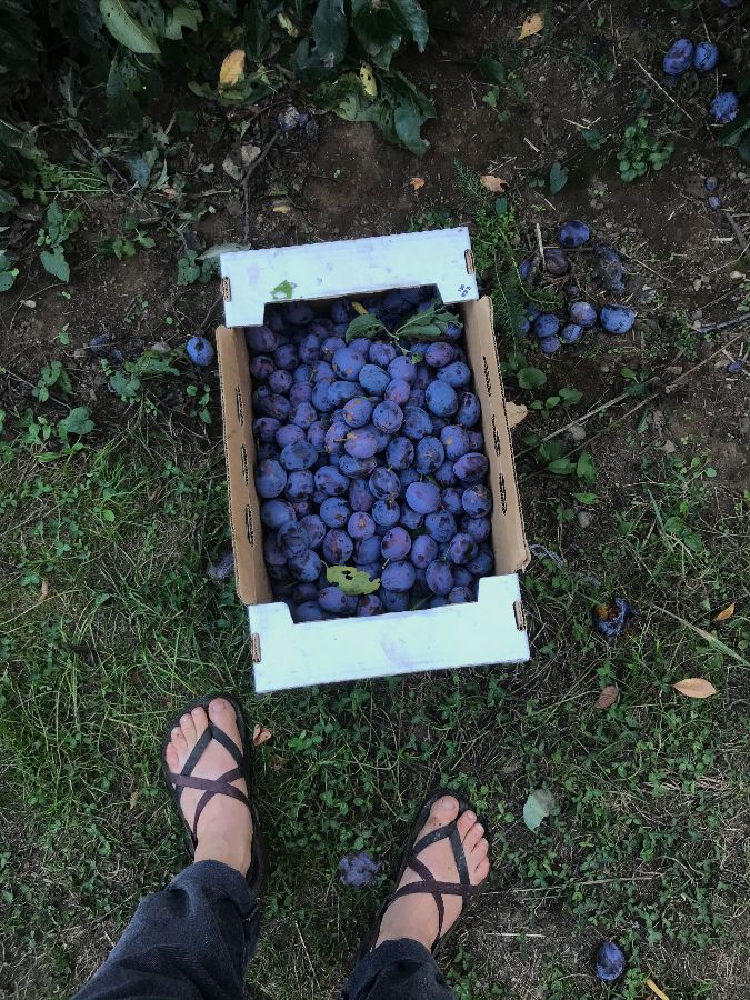 prune plum, gleaning